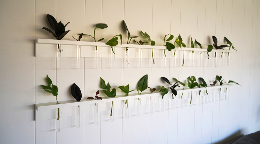 How to build a plant propagation shelf 🌿